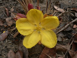 Image of Ochna katangensis De Wild.