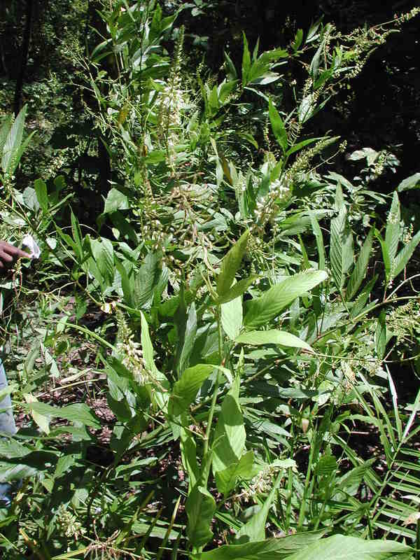 Image of Desmodium salicifolium (Poir.) DC.