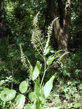 Image of Desmodium salicifolium (Poir.) DC.