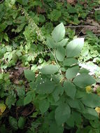 Image of Desmodium salicifolium (Poir.) DC.