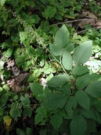 Image of Desmodium salicifolium (Poir.) DC.