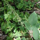 Image of Desmodium salicifolium (Poir.) DC.