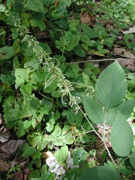 Image of Desmodium salicifolium (Poir.) DC.