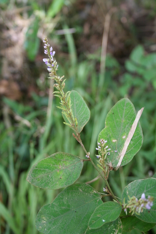 Imagem de Desmodium velutinum (Willd.) DC.