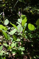 Image of Desmodium velutinum (Willd.) DC.