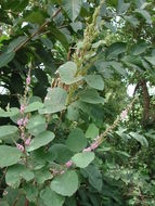 Image of Desmodium velutinum (Willd.) DC.