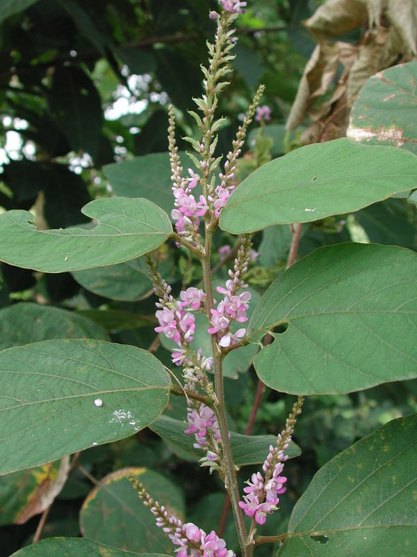 Image of Desmodium velutinum (Willd.) DC.