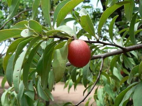 Image of tallow wood