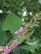 Image of Desmodium velutinum (Willd.) DC.