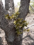 Image of Calyptrochilum christyanum (Rchb. fil.) Summerh.