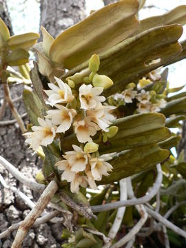 Image of Calyptrochilum christyanum (Rchb. fil.) Summerh.