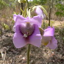 Image of Foxglove orchid