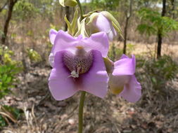 Image de Eulophia cucullata (Afzel. ex Sw.) Steud.