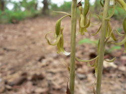 Image de Eulophia eylesii Summerh.