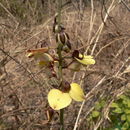 Sivun Eulophia orthoplectra (Rchb. fil.) Summerh. kuva