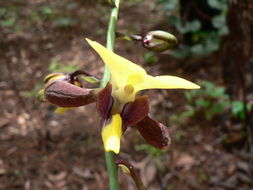 Plancia ëd Eulophia streptopetala Lindl.