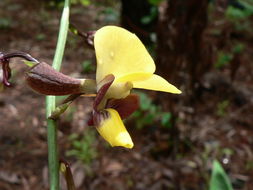 Plancia ëd Eulophia streptopetala Lindl.