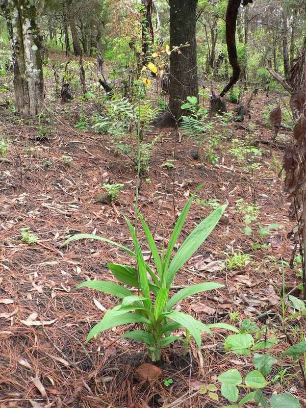 Plancia ëd Eulophia streptopetala Lindl.