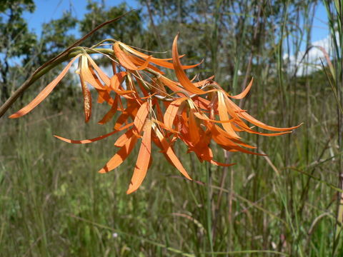 Plancia ëd Eulophia walleri (Rchb. fil.) Kraenzl.