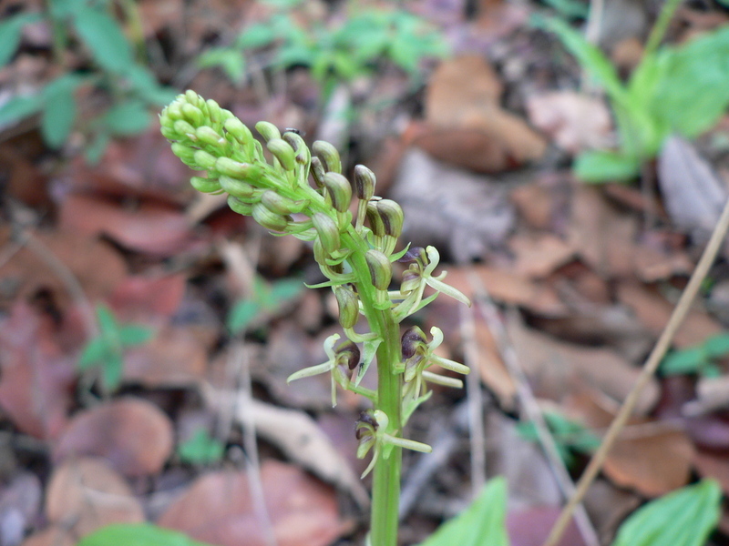 Image of Pantropical Wide-Lip Orchid