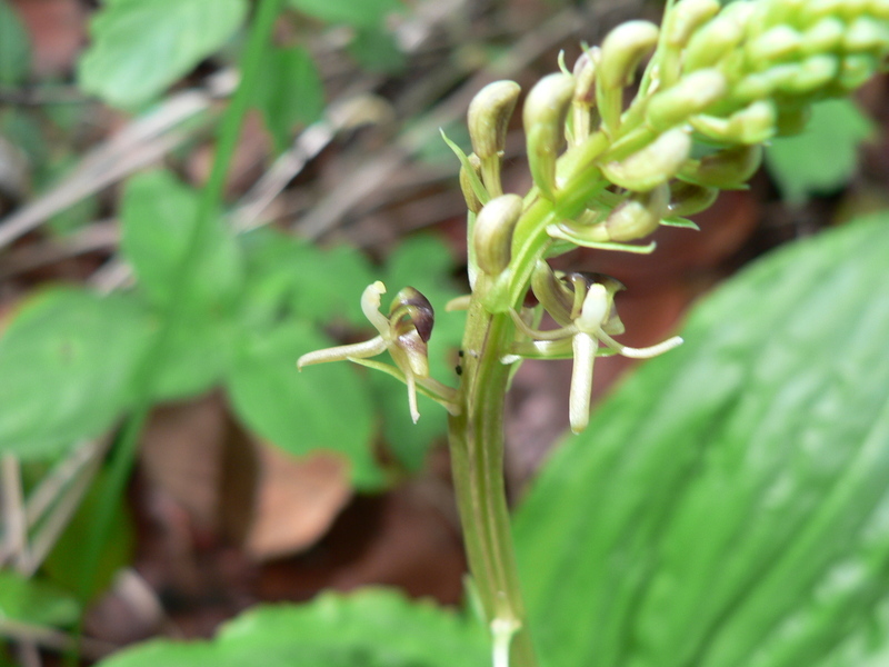 Image of Pantropical Wide-Lip Orchid