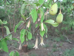 Sivun Adenia digitata (Harv.) Engl. kuva