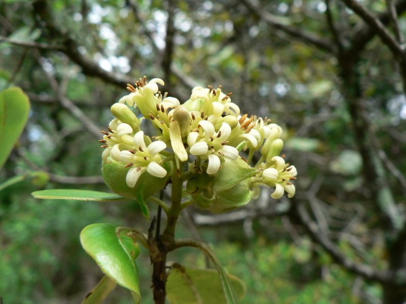 صورة Pittosporum viridiflorum Sims