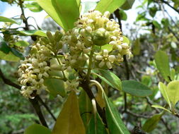 صورة Pittosporum viridiflorum Sims