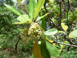 صورة Pittosporum viridiflorum Sims