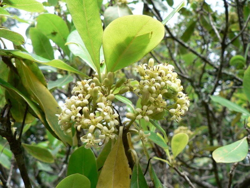 صورة Pittosporum viridiflorum Sims