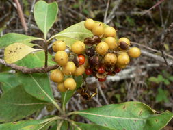 صورة Pittosporum viridiflorum Sims