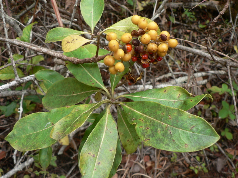 صورة Pittosporum viridiflorum Sims