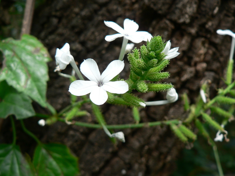 Image of wild leadwort