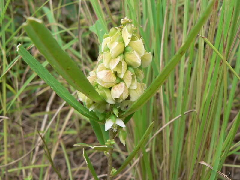 Image de Polygala albida Schinz