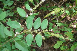 Imagem de Desmodium velutinum (Willd.) DC.