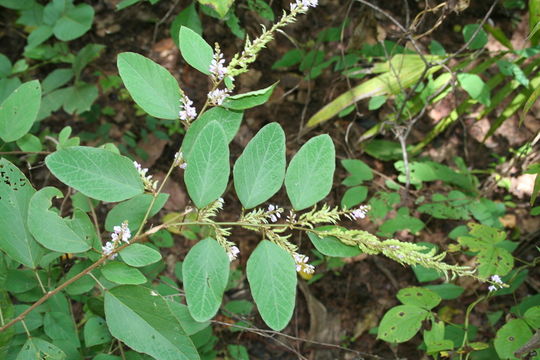 Image of Desmodium velutinum (Willd.) DC.