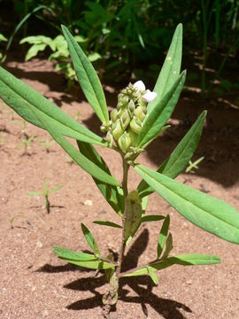 Image de Polygala albida Schinz