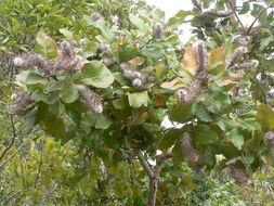 Image of Broad-leave beech