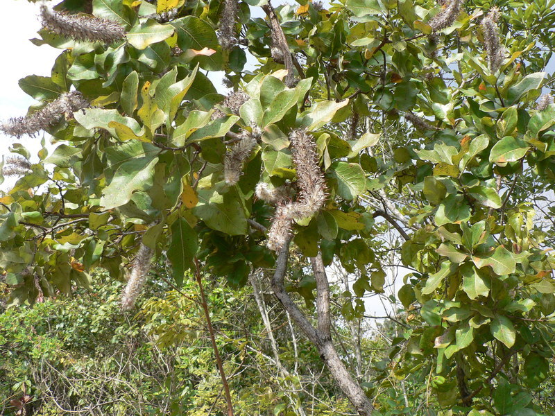 Image of Broad-leave beech