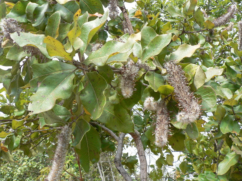 Image of Broad-leave beech