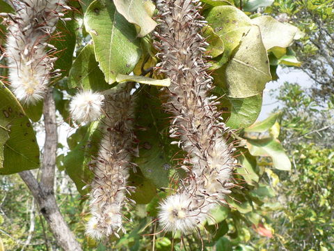 Image of Broad-leave beech