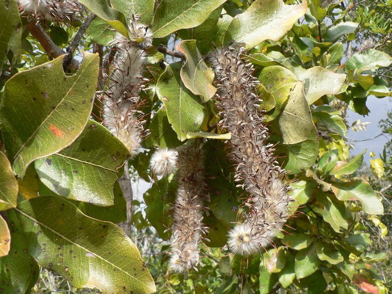 Image of Broad-leave beech