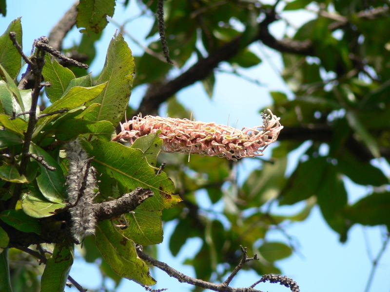 Image of Broad-leave beech