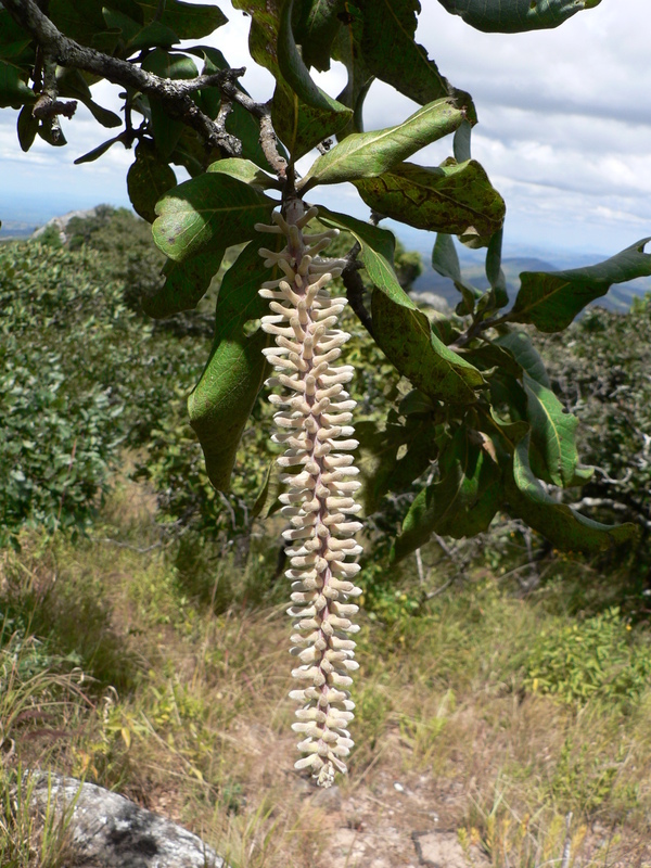 Image of Broad-leave beech