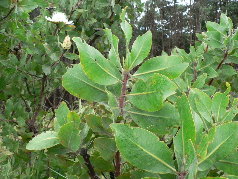 Image of Protea madiensis Engl.