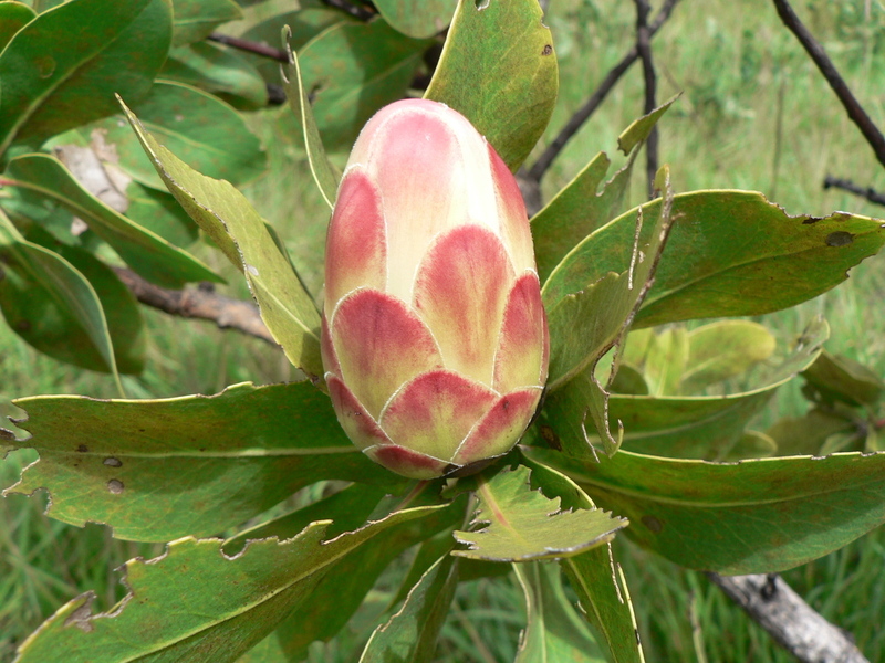 Image of Protea madiensis Engl.