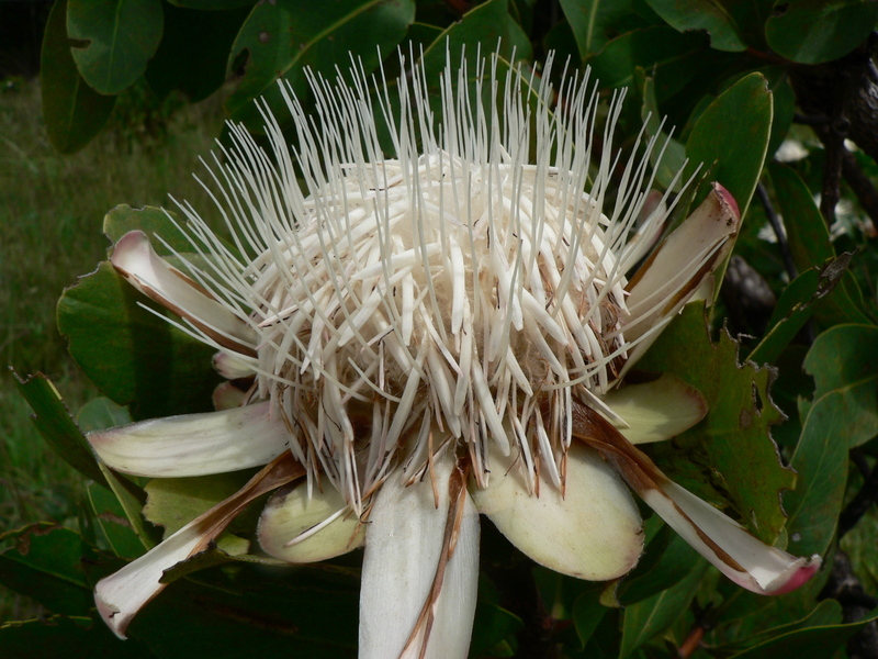 Imagem de Protea madiensis Engl.