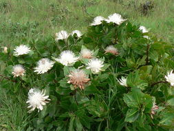 Imagem de Protea madiensis Engl.