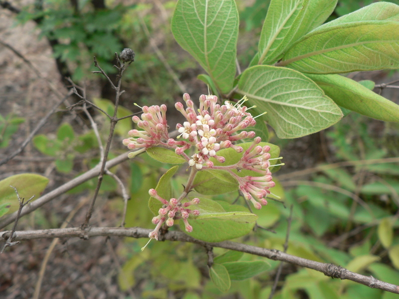 Image of Common crown-berry