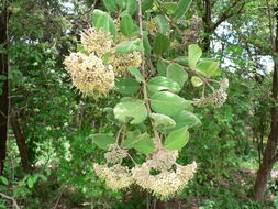 Image of Common crown-berry